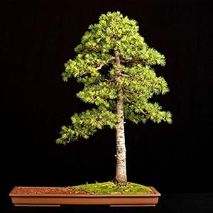 10 pc/sacchetto di cedro Semi tipi di semi di albero bonsai pianta verde cedro giapponese per la casa giardino diritte piante legnose perenni 5