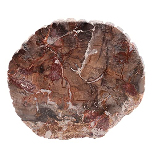 Image of Amogeeli Natural Petrified Wood Slice Stone Specimen for Collection, Irregular Mineral Crystal Decoration for Home & Office, Medium