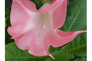 (5) Pretty Flowering Fragrant Pink Angel Trumpet Plant, Great Accent Plant with...