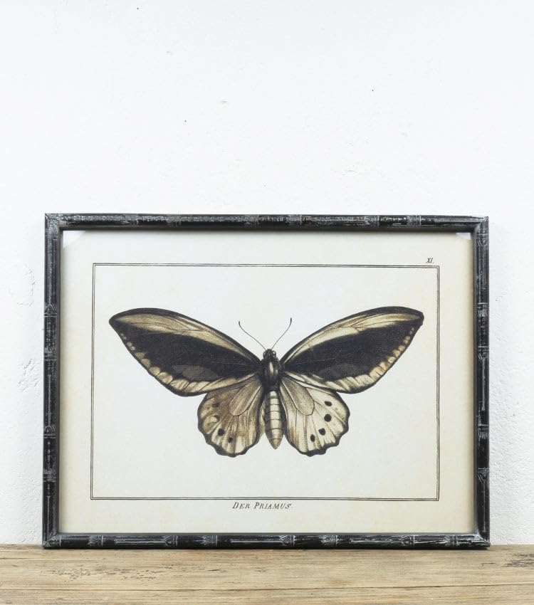 Quadro con Farfalla 'Der Priamus' in legno