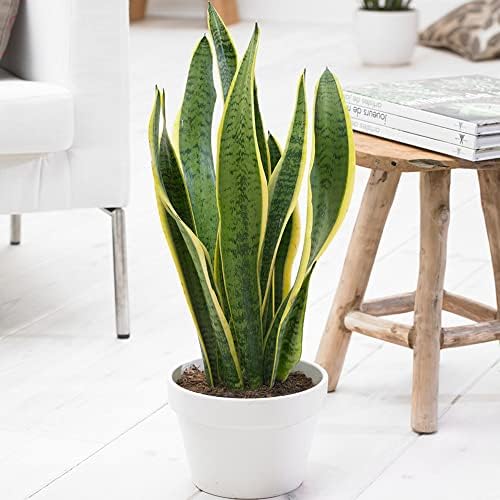 Snake Plant Seeds Sansevieria Evergreen Perennial Low
