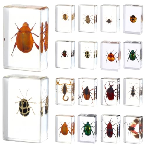 Amazon.co.jp: 16個 てんとう虫 昆虫 樹脂製 標本 蝶 虫 コレクション