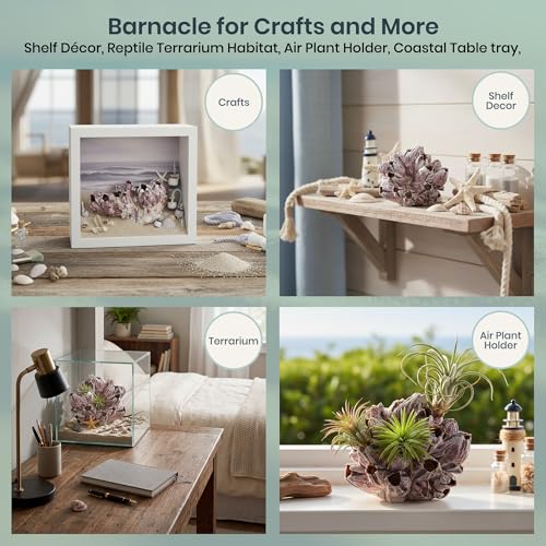 Image of Real Purple Barnacle Cluster - 5-7 inch - Aquarium Ornament Piece for Decoration - Natural Barnacle Cluster for Craft and Decor - Plus Free Nautical eBook by Joseph Rains