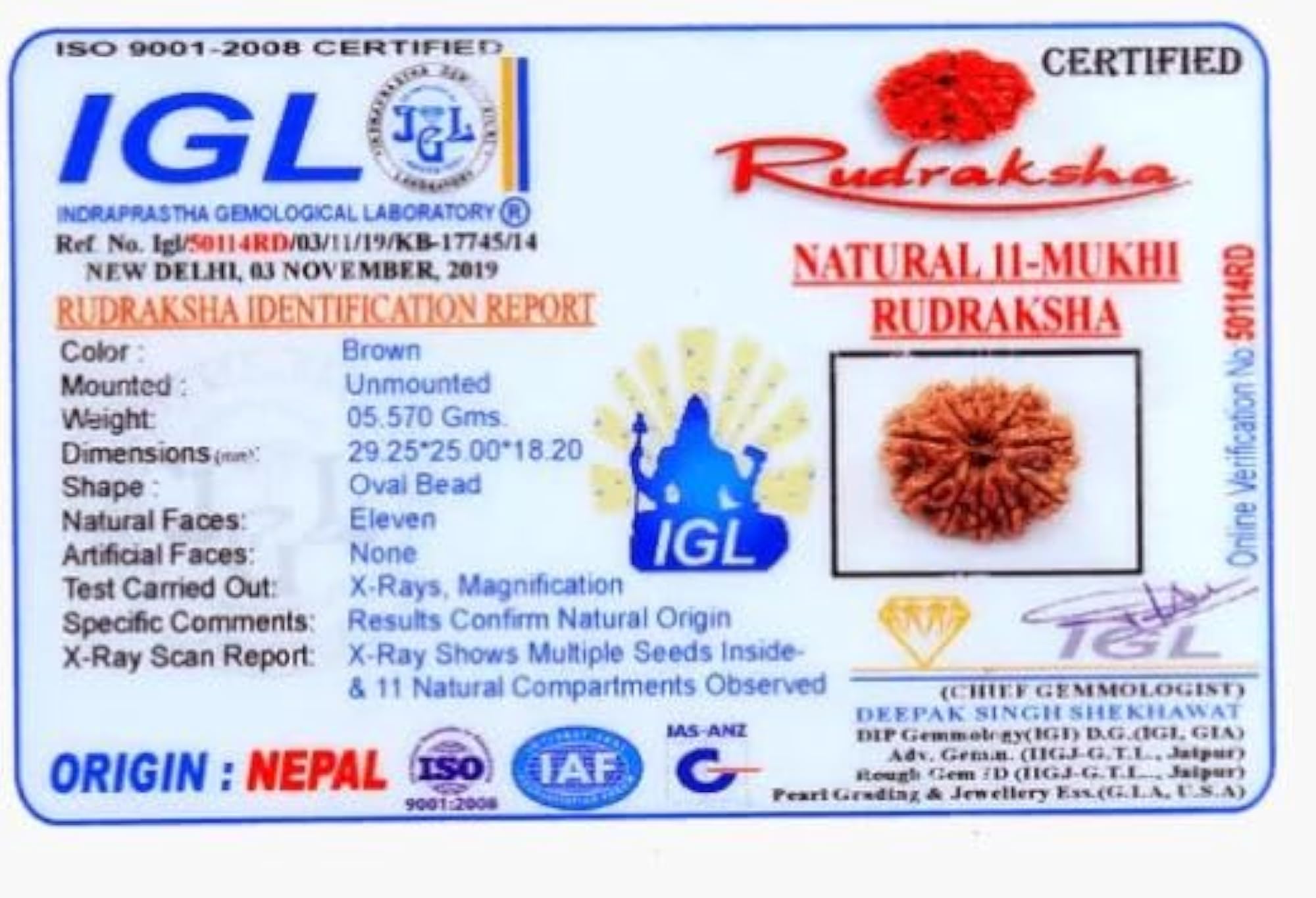 Original Certified 11 Mukhi Rudraksha Pendant