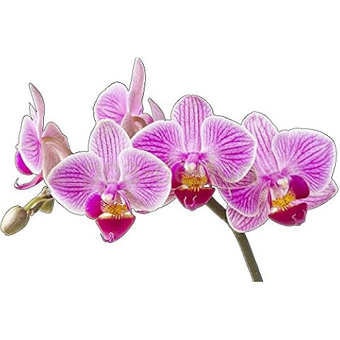 Sticker Mural Orchidée PPA DESIGN Cover