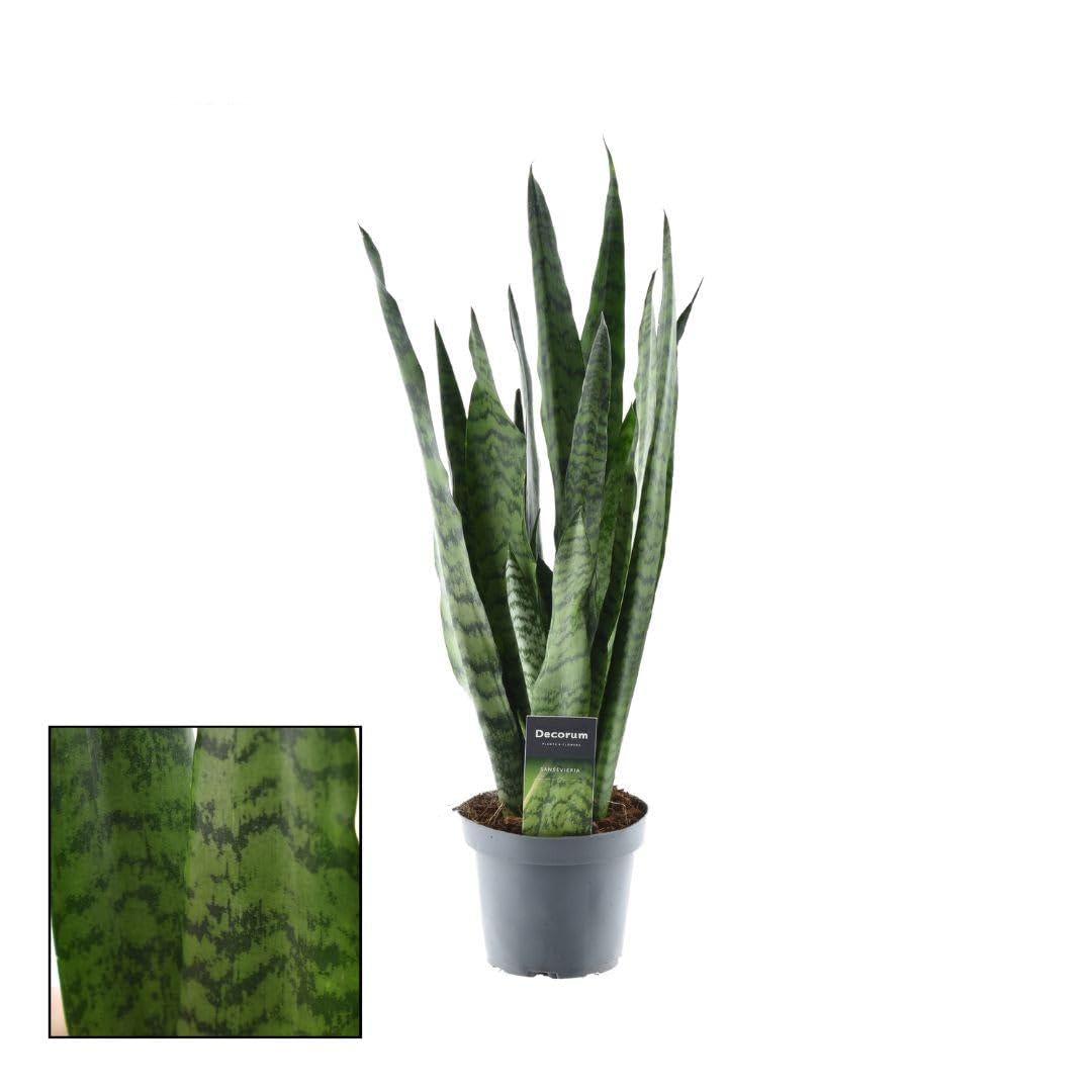 Sansevieria Zeylanica Bogenhanf Zimmerpflanze Ø14 cm 55 cm