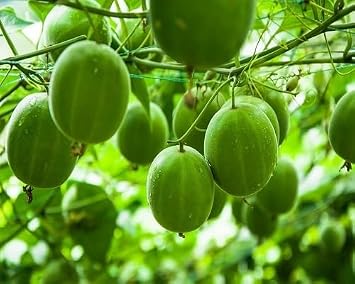 100pcs Green Monk Fruits Seeds.