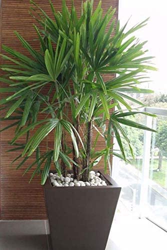 Oxygrow Bazar Lady Palm Plant/Raphis Palm/Indoor Live Plant/Air Purifier Natural Healthy Plant/Areca Palm Plant/for Office Desk/Room Decoration/Balcony/Living Room (B0BBRJ55GP) Amazon Price History, Amazon Price Tracker