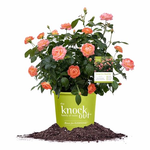 Perfect Plants Orange Glow Knock Out® Rose Bush 1 Gallon | Live Roses | Flowering Shrub