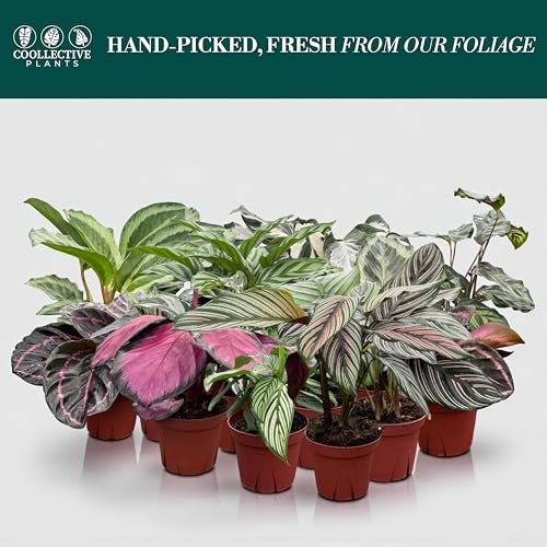 CoollectivePlants Calathea Plant Live in 4″ Nursery Pot – Assorted Indoor House Plants, Easy Care Indoor Plants, Starter Plant for Beginners (4-Pack)