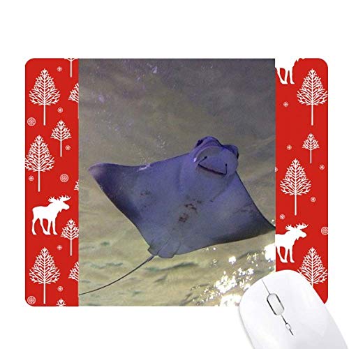 I[VECEXP[gȊw͎R̎ʐ^ NX}XX