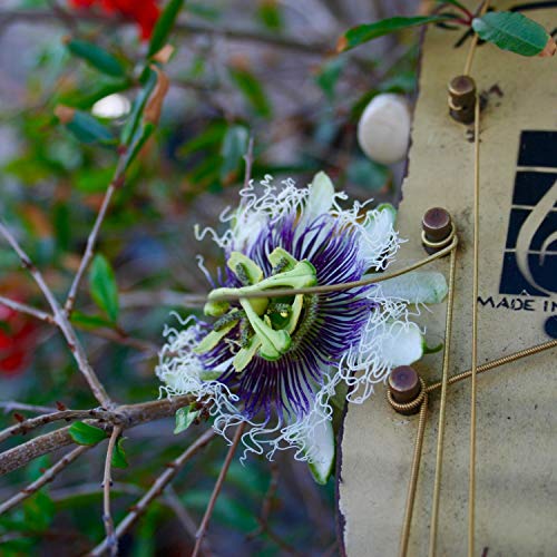 The Vignes Rooftop Revival