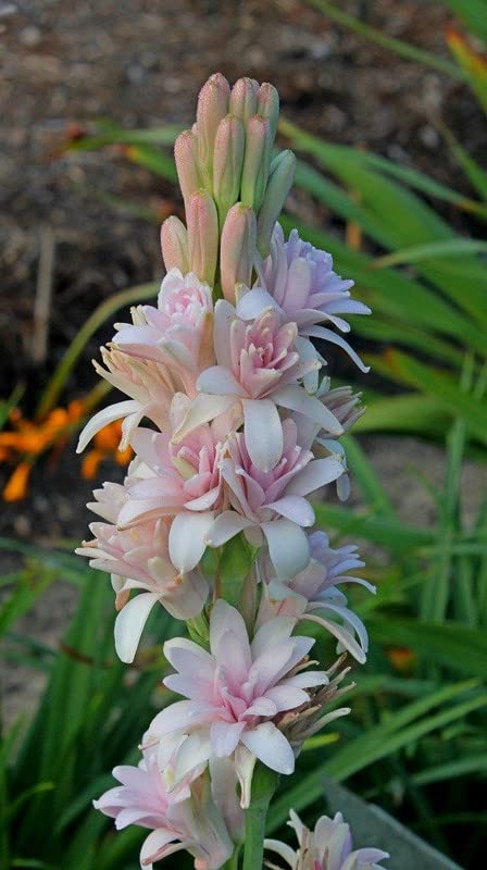 Oakwood Farms� Flower Bulbs Tube rose/rajaneegandha Bulbs Imported Fragrance Flower Bulbs For Home Gardening good Germination (Pack Of 4 Bulbs) (B0BD5G4LDW) Amazon Price History, Amazon Price Tracker