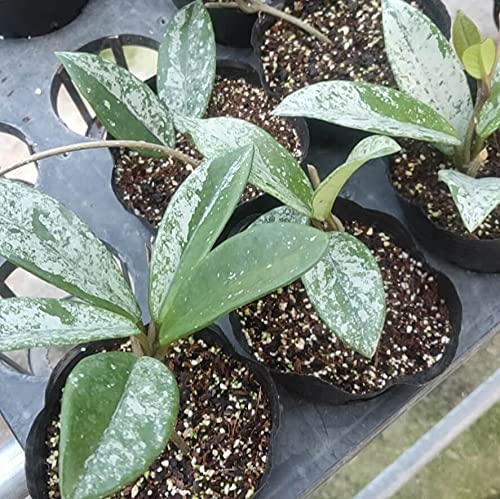 The Plant Paradise Hoya Wilbur Graves Plant for Indoor & Outdoor Decoration with Plants (B0BXY259Y2) Amazon Price History, Amazon Price Tracker