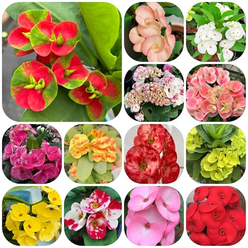 semi di spina di Cristo arbusti resistenti, ornamentali, decorazioni Spina Cristo resistenti per giardini, siepi e arbusti selvatici da balcone, 500pcs