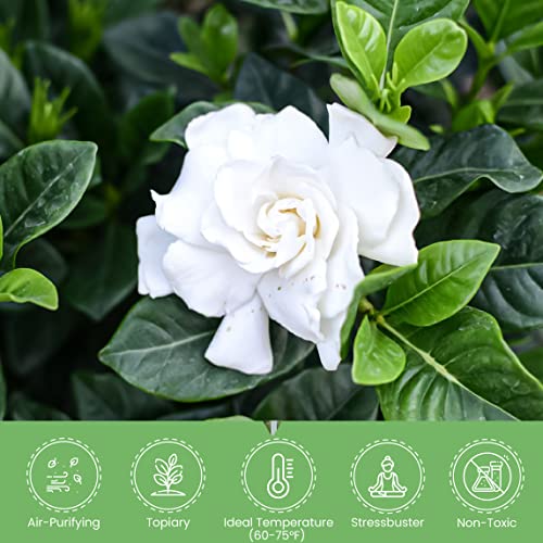 image for American Plant Exchange Mini Gardenia Vetchii Tree, Braided Trunk, Liv