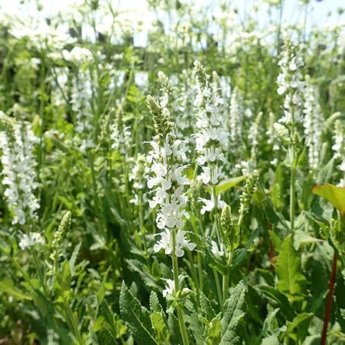 salvia comprare semi, selvatici perenni resistenti di salvia primaverili, autunnali resistenti, 250pcs