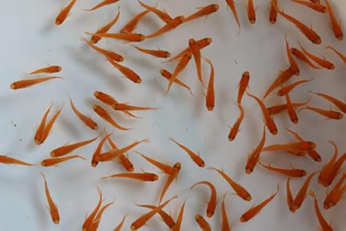 ★国産メダカ★ 楊貴妃 1匹 サイズM～ML （生体60416-8)のサムネイル