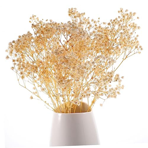 Ramo de Gypsophila Secas para Decoración del Hogar miniatura 7