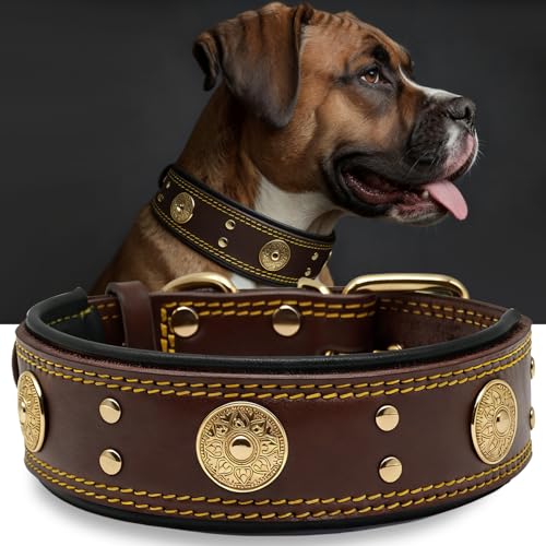 Hundehalsband Leder, 5 cm Breites Robustes Echtes Lederhalsband, Handgefertigt, Weich und Luxuriös, Auffällige Beste Wahl für Große und Mittelgroße Hunderassen, Gold-Braun M