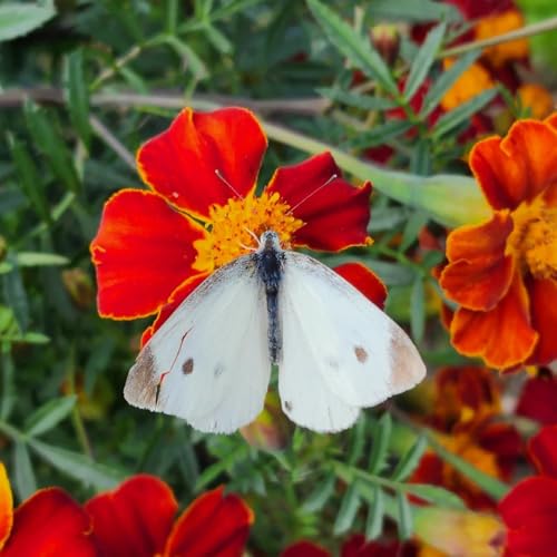 Semi di tagete biologici, Tagete patula, rari di recisi di selvatici, giardino di esotiche di balcone 150pcs