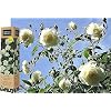 Iceberg White Climbing Rose