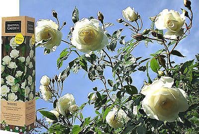 1 Fragrant Rosa 'Iceberg' White Climbing Rose Bare Rooted Bush Plant for Brighten Garden Outdoor Landscape Shrub Border Walkway Vertical Hedge