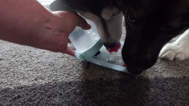 MEWOOFUN 犬用 水飲み器 給水ペットボトル 散歩グッズ Amazon | MEWOOFUN 犬用 水飲み器 給水ペットボトル 散歩グッズ