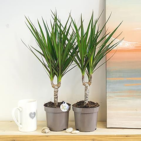 Easy Plants 2 EVERGREEN DRAGON PLANT IN 10cm POT 40-45cm Tall for Your House/Office Cover
