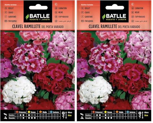 Semillas Batlle - Clavel RAMILLETE del Poeta Vdo. (Paquete de 2)
