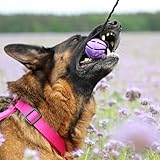 Dingo Spielzeug mit Bäll # 6 cm Griff Bungee 65 cm Hundespielzeug Spielen mit Hund Training Apporte 15675