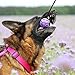 Dingo Spielzeug mit Bäll # 6 cm Griff Bungee 65 cm Hundespielzeug Spielen mit Hund Training Apporte 15675