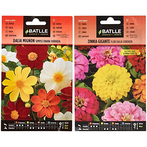 Semillas Batlle Dalia Mignon Simple enana vda. & Zinnia Gigante Flor Dalia vda