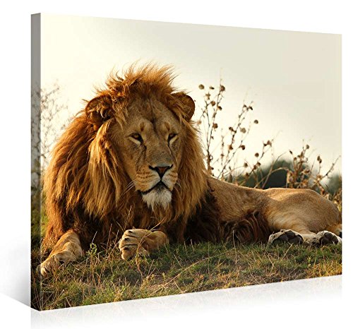 Picanova u0096 Majestic Lion 100 x 75 cm u0096 Impression sur toile de qualité u0096 Impression sur toile sur châssis en bois de 2 cm pour chambre à coucher et salon