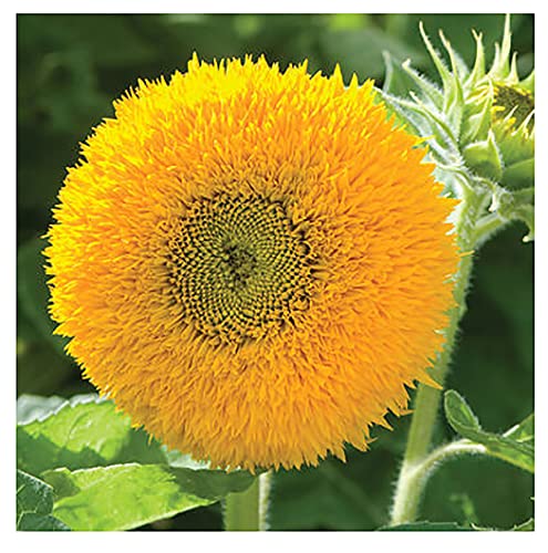 Teddy Bear - Fluffy, Giant Sunflower Seeds - 30 Seeds - Up To 7' Tall #TOP2