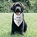 New to The Crew Dog Bandana New Puppy Announcement Gift for New Owners Puppy Bandana Dog Owner Gifts Triangle Bibs Scarf Accessories for Small Medium Dogs Pets