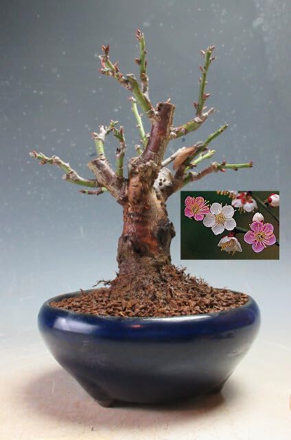 Amazon.co.jp: 盆栽 梅 花芽付き！日月梅（一重、紅白咲き分）2025早春