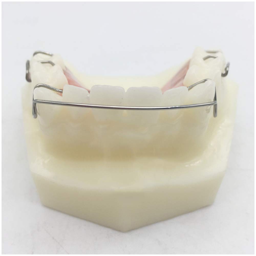 Dents modèle pour l'éducation - dents de traitement dentaire Orthodontie Modèle Étude - Simulation Retenue dents Oral orthodontiques Retenue Modèle de démonstration - pour lmodèle d'enseignement,A