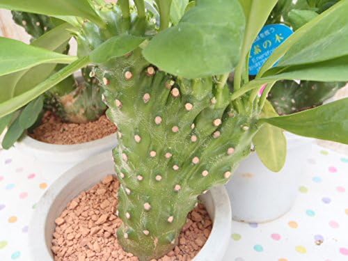 Amazon Sdユーフォルビア 酸素の木 ネリーフォリア 多肉植物 ミニ観葉植物 観葉植物 オンライン通販