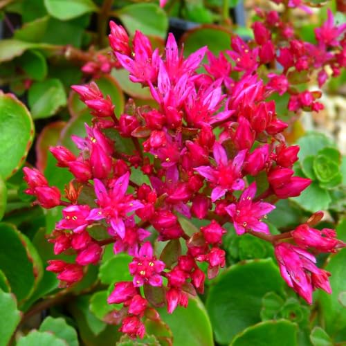 Sedum spurium 'Dragon's Blood' – Evergreen Ground Cover Plant, Purple-Tinged Leaves, Deep Red Starry Flowers, Drought-Tolerant - 1 x 1 Litre Potted Plant by Thompson & Morgan Sedum spurium 'Dragon's Blood' – Evergreen Ground Cover Plant, Purple-Tinged Leaves, Deep Red Starry Flowers, Drought-Tolerant - 1 x 1 Litre Potted Plant by Thompson & Morgan