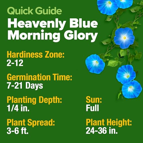 Image of HOME GROWN Heavenly Blue Morning Glory - 150 Heirloom Seeds for Planting, Ideal for a Flower Garden that Attracts Pollinators and Birds (Ipomoea Tricolor)