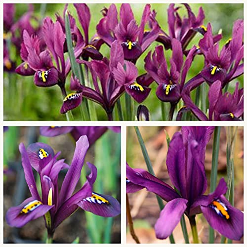 Iris J. S. Dijt Flower Bulbs. Size 6/7. Produces Pretty Purple Spring Flowers. (20)