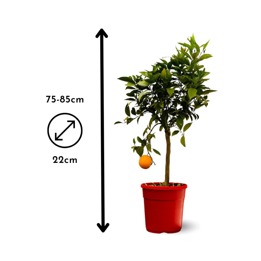 Attitude Jardin - Oranger - śródziemnomorskie owoce cytrusowe - drzewo owocowe - 75-85 cm - ◕ 22 cm