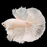 Aquaticheavens Super White Dumbo Ear Halfmoon Male Betta Live Betta Fish - Live Fish for Aquarium Exotic Freshwater Live Fish