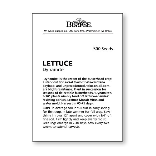Burpee Dynamite Lettuce Seeds 500 Seeds #TOP3