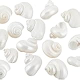 PH PandaHall 16pcs Natural Spiral Shell Beads, 0.8~1.1 Inch Mouth Turbo Seashells Undrilled Hermit Crab Shells NO Hole Shells for Home Party Wedding Decor Fish Tank Vase Filler, White