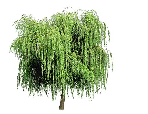 32+ Thin Gold Weeping Willow Tree Cuttings. Pencil Size Or Smaller. Salix Babylonica. Grow 32 Golden Weeping Willow Trees #TOP1