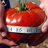 Delivery in 10-20 days SwansGreen 200/bag Giant Big Tomato Seeds san Marzano Tomato Heirloom Open Pollinated Bonsai Seeds Vegetable Seeds For Home Planting