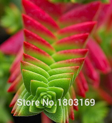 20 Colors 100 pc/pack stone flower Seeds ice-plant seeds ailanthus mosquito repellent bundle fleshier plant seeds mosquito repel