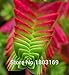 20 Colors 100 pc/pack stone flower Seeds ice-plant seeds ailanthus mosquito repellent bundle fleshier plant seeds mosquito repel